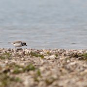Flussregenpfeifer (Foto: Thomas Chrobock)