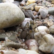 Flussufer-Wolfspinne (Foto: Thomas Chrobock)