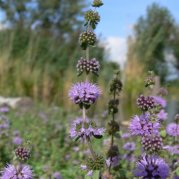 Die seltene Polei-Minze (Foto: Thomas Chrobock)