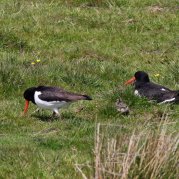 Austernfischer (Foto: Thomas Chrobock)