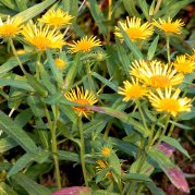 Weidenblättriger Alant (Foto: Robert Egeling)