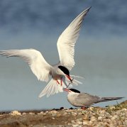 Flussseeschwalbe (Foto: Hannes Glader)