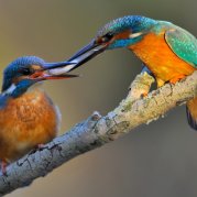 Eisvogel-Hochzeit (Foto: Ulrich Kosinsky)