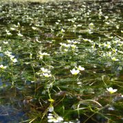 Flutender Hahnenfuss (Foto: Frederike Stelzner-Langner)