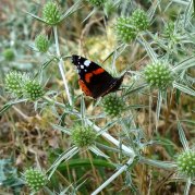 Ein Admiral auf Feld-Mannstreu (Foto: Thomas Chrobock)