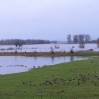 Rastende Gänse in der Bislicher Rheinaue bei Hochwasser 2018 (Foto: Thomas Chrobock)
