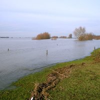 Rheinaue beim Hochwasser 2011